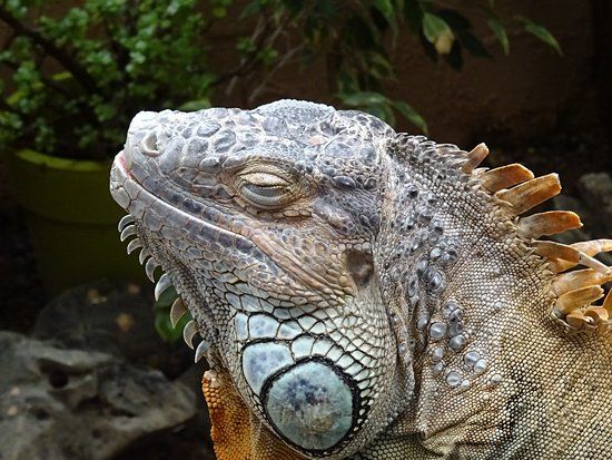 Aquaworld Aquarium & Reptile Rescue Centre